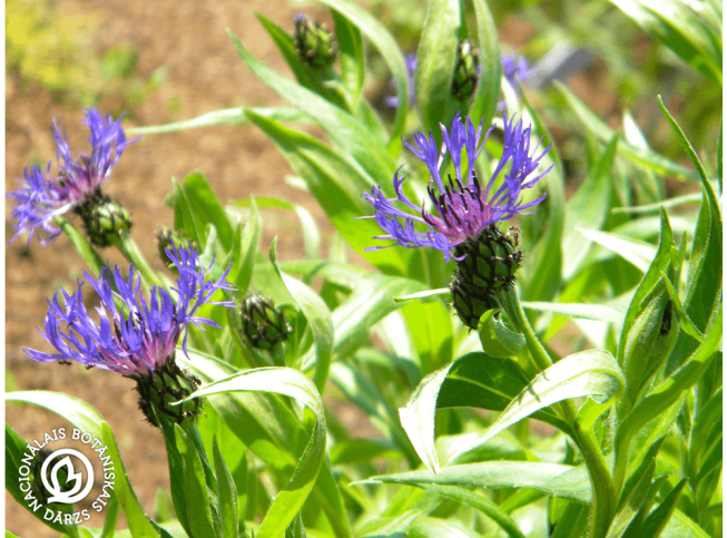 Centaurea montana